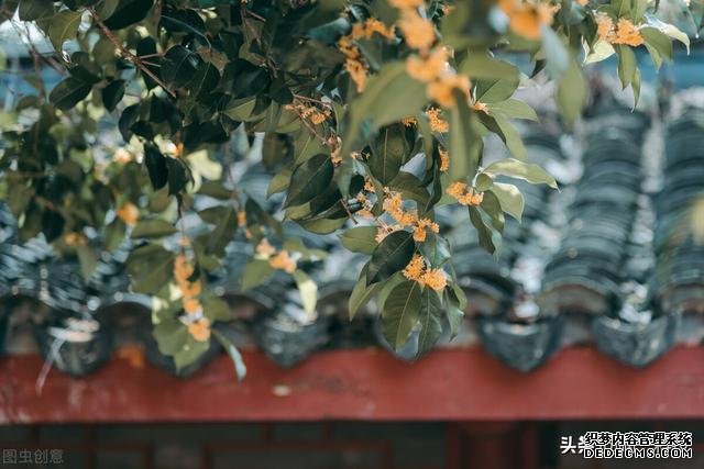 杭州旅游 |“一年秋意浓，十里桂花香”，赏桂指
