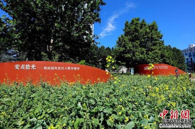 京城小微公共空间绽放多彩油菜花 打造都市田园