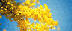 周末游 | 一树灿然，满地金黄，石家庄赏银杏地