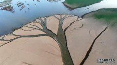 鄱阳湖现“大地之树”自然景观现象
