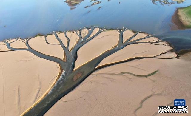 水位持续下降 鄱阳湖现“大地之树”自然景观现