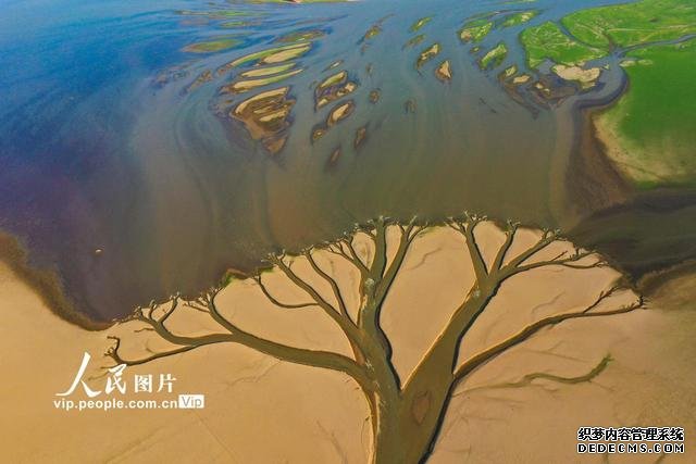 大旱鄱阳湖现“大地之树”自然景观