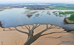 （环境）水位持续下降 鄱阳湖现“大地之树”自