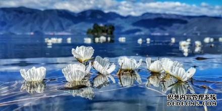 泸沽湖的海藻花开啦！美到冒仙气的泸沽湖，一