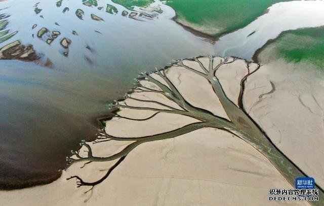 水位持续下降，鄱阳湖现“大地之树”自然景观