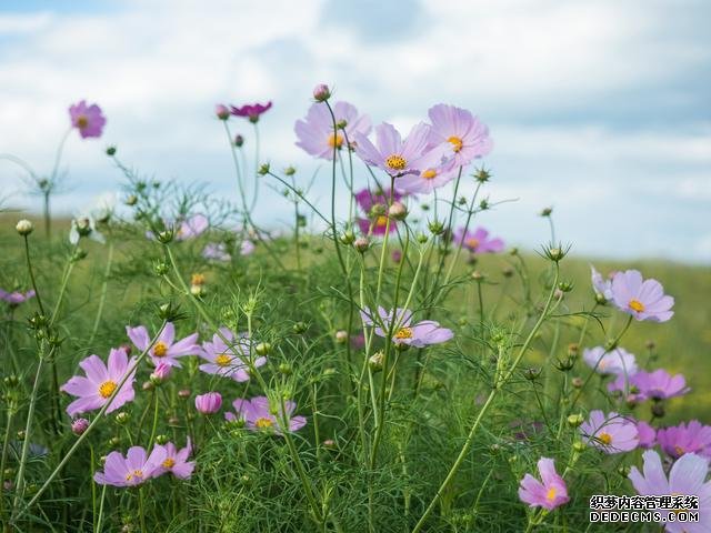 成都新晋打卡圣地，高山草原，还有1000亩紫色花