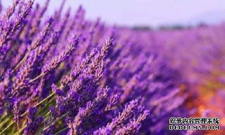 成都新晋打卡圣地，高山草原，还有1000亩紫色花